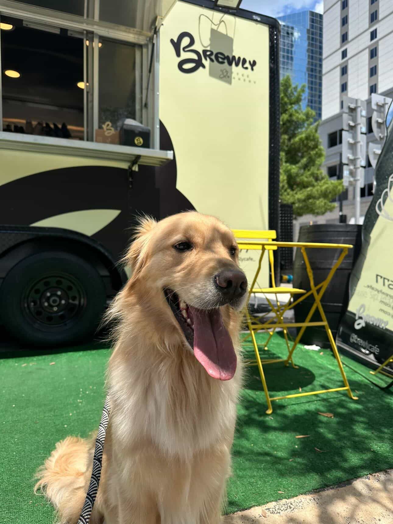 Dog friendly at BREWLY